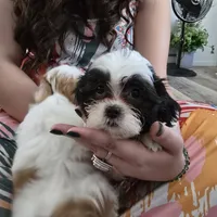 Colette, a male Maltese and Shih Tzu for sale in Grand Rapids, MI – 5 of 10