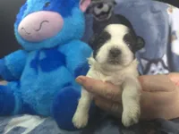 Koda , a male Maltese and Shih Tzu for sale in Grand Rapids, MI – 2 of 7