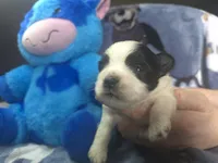 Koda , a male Maltese and Shih Tzu for sale in Grand Rapids, MI – 3 of 7