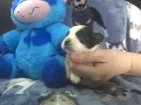 Koda , a male Maltese and Shih Tzu for sale in Grand Rapids, MI – 5 of 7