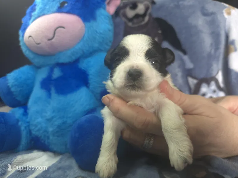Koda  – Maltese, Shih Tzu puppy for sale in Grand Rapids, MI