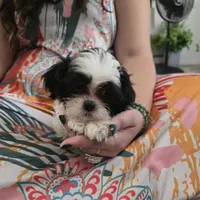 Colette, a male Maltese and Shih Tzu for sale in Grand Rapids, MI – 4 of 10