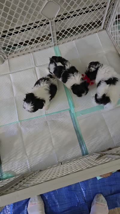 Colette, a male Maltese and Shih Tzu for sale in Grand Rapids, MI – 9 of 10