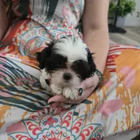 Colette, a male Maltese and Shih Tzu for sale in Grand Rapids, MI – 2 of 10