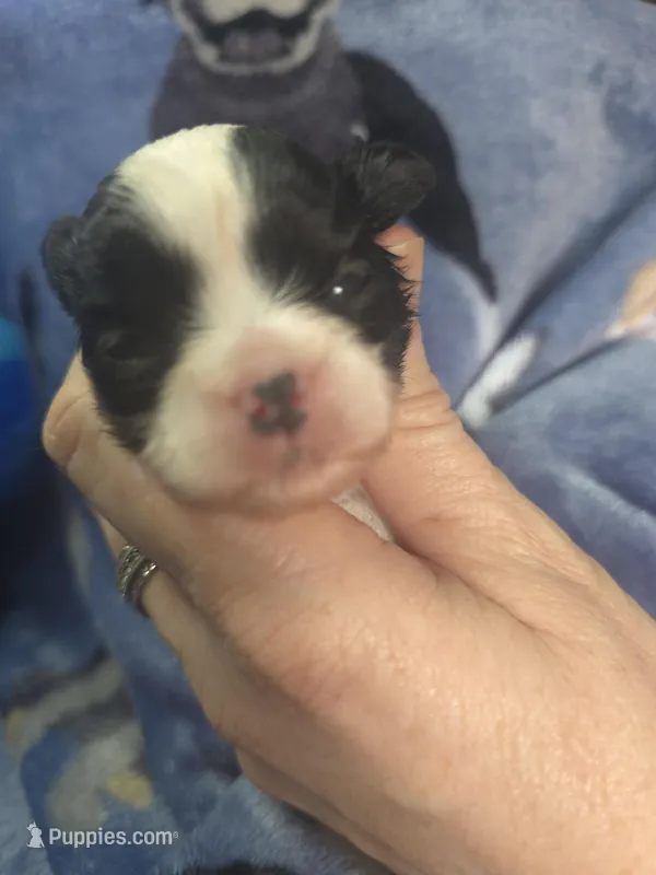 Jasper  – Maltese, Shih Tzu puppy for sale in Grand Rapids, MI