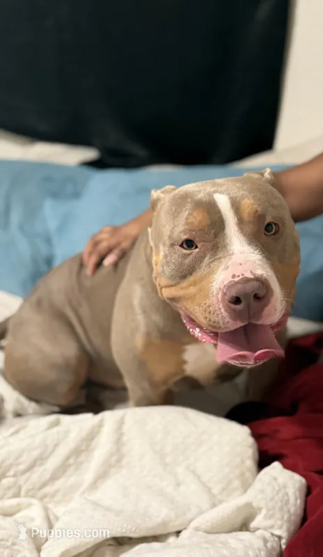 Nola – American Bully puppy for sale in Colorado Springs, CO