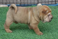 Humperdink, a male Chinese Shar-Pei for sale in Mohave Valley, AZ – Photo 2 of 3