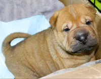 Humperdink, a male Chinese Shar-Pei for sale in Mohave Valley, AZ – Photo 1 of 3
