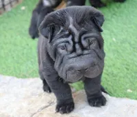 Valerie, a female Chinese Shar-Pei for sale in Mohave Valley, AZ – Photo 3 of 4