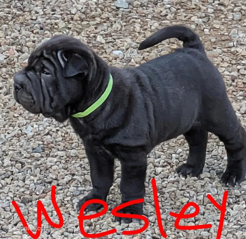 Wesley