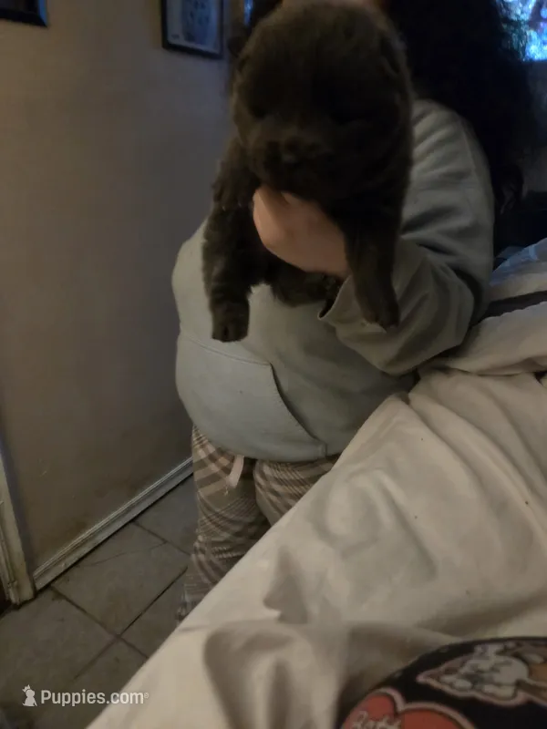 Puppy 3 – Chow Chow puppy for sale in Richmond Hill, NY