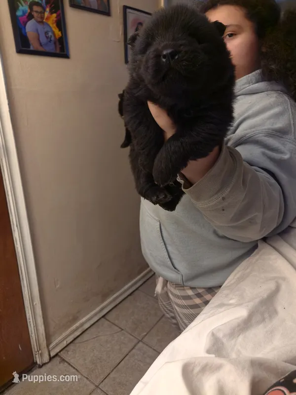 Puppy 1 – Chow Chow puppy for sale in Richmond Hill, NY