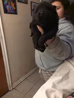 Puppy 1, a male Chow Chow for sale in Richmond Hill, NY – 1 of 1