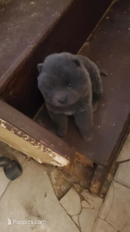 Puppy 3, a female Chow Chow for sale in Richmond Hill, NY – Photo 1 of 1