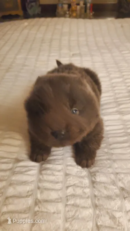 Puppy 1 – Chow Chow puppy for sale in Richmond Hill, NY