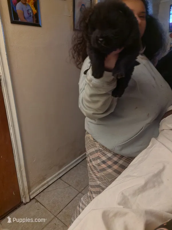 Puppy 2 – Chow Chow puppy for sale in Richmond Hill, NY
