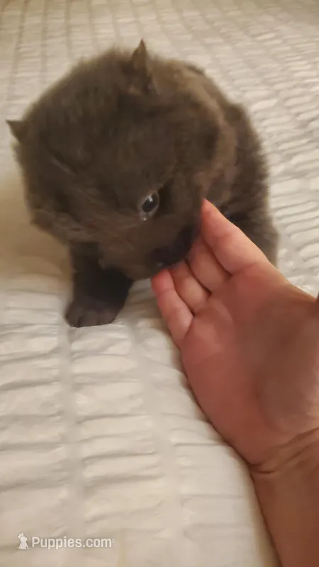 Puppy 2 – Chow Chow puppy for sale in Richmond Hill, NY