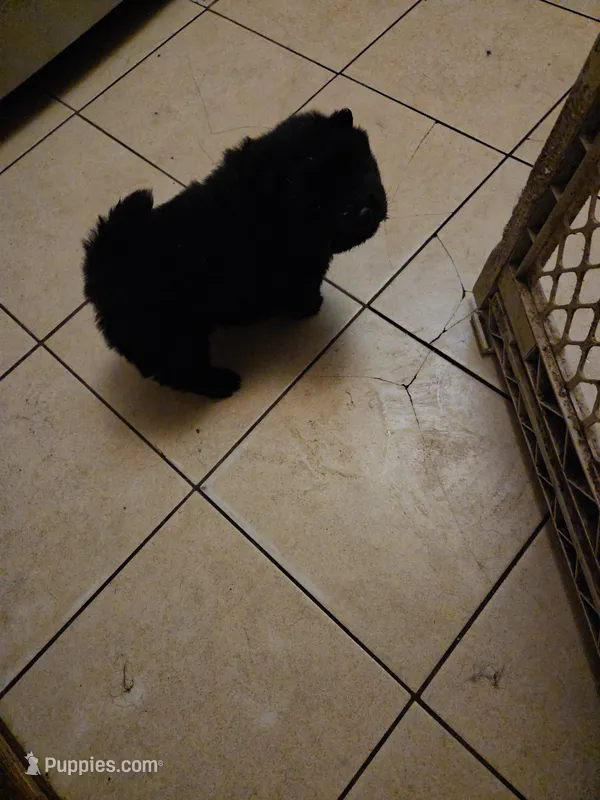Puppy 2 – Chow Chow puppy for sale in Richmond Hill, NY