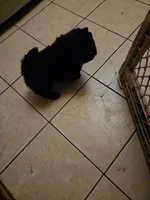 Puppy 2, a female Chow Chow for sale in Richmond Hill, NY – 1 of 1