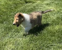 Copper, a male Collie for sale in McAlisterville, PA – Photo 4 of 4