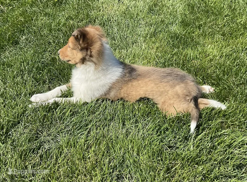 Copper – Collie puppy for sale in McAlisterville, PA