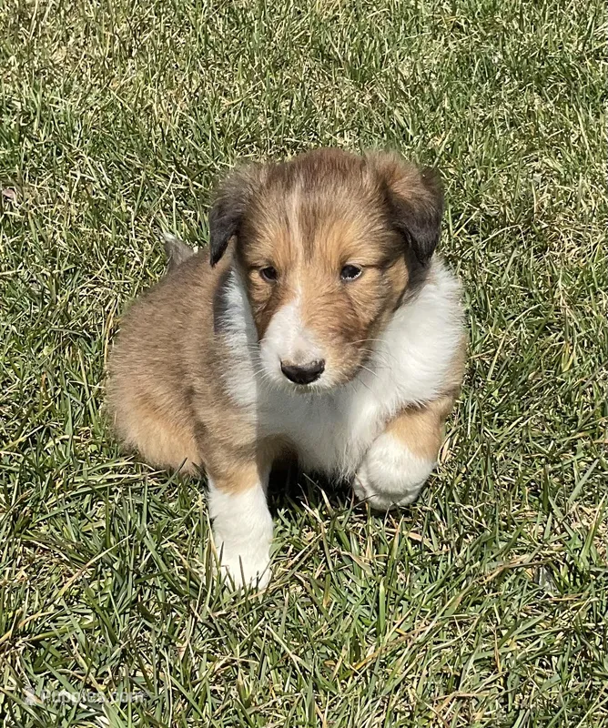 Tom – Collie puppy for sale in McAlisterville, PA