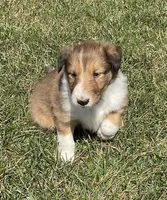 Tom, a female Collie for sale in McAlisterville, PA – Photo 1 of 2