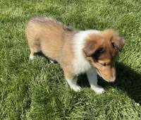 Copper, a male Collie for sale in McAlisterville, PA – Photo 3 of 4