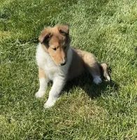 Copper, a male Collie for sale in McAlisterville, PA – Photo 2 of 4