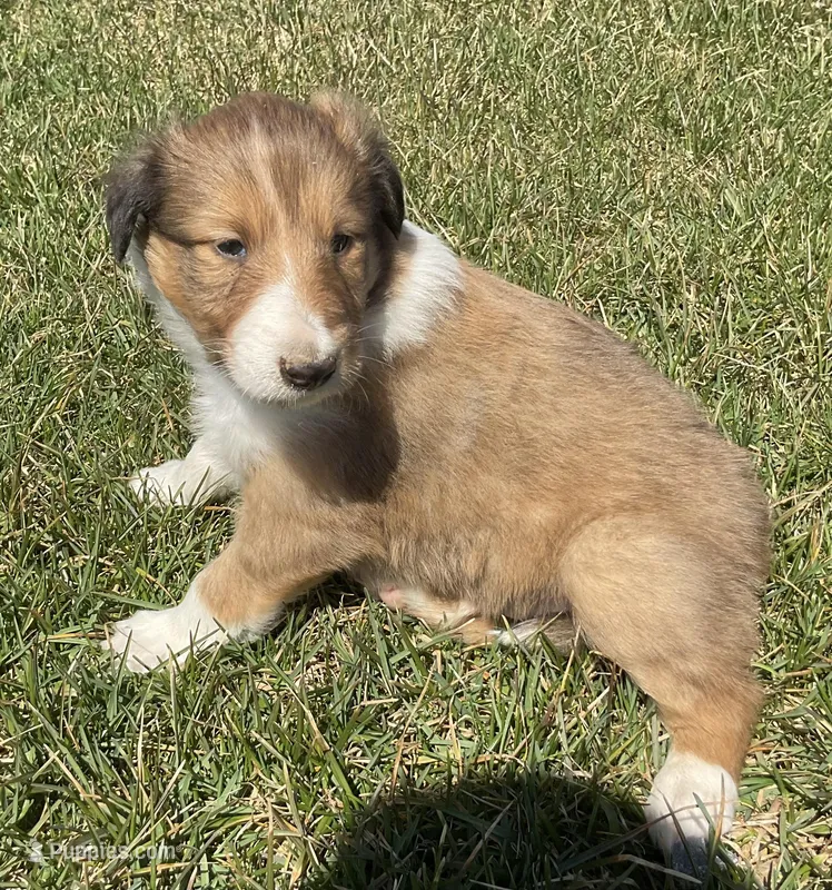 Tom – Collie puppy for sale in McAlisterville, PA