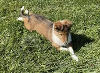 Molly, a female Collie for sale in McAlisterville, PA – Photo 4 of 4