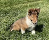 Molly, a female Collie for sale in McAlisterville, PA – Photo 3 of 4