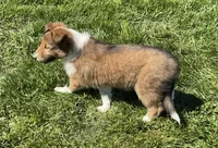 Molly, a female Collie for sale in McAlisterville, PA – Photo 2 of 4