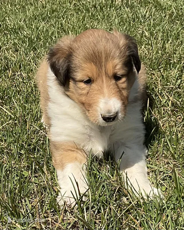 Autumn – Collie puppy for sale in McAlisterville, PA