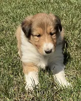 Autumn, a female Collie for sale in McAlisterville, PA – Photo 1 of 2