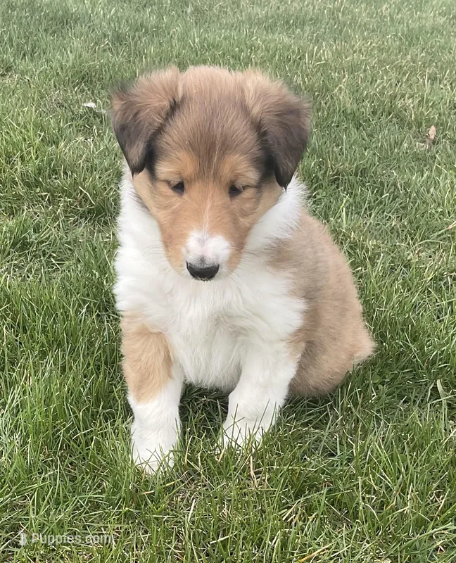 Autumn – Collie puppy for sale in McAlisterville, PA