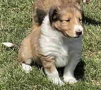 Autumn, a female Collie for sale in McAlisterville, PA – Photo 2 of 2