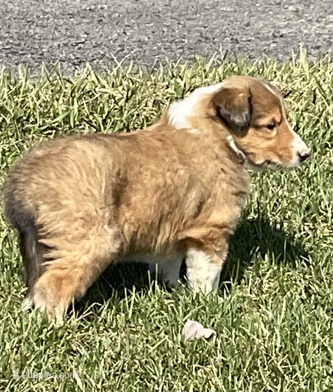 Ginger – Collie puppy for sale in McAlisterville, PA