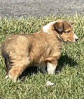 Ginger, a female Collie for sale in McAlisterville, PA – Photo 1 of 4