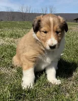 Ginger, a female Collie for sale in McAlisterville, PA – Photo 3 of 4