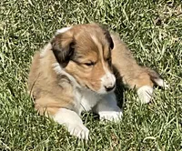 Ginger, a female Collie for sale in McAlisterville, PA – Photo 4 of 4