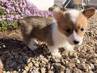 Muffin , a female Pembroke Welsh Corgi for sale in Phoenix, AZ – Photo 1 of 2