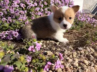 Muffin , a female Pembroke Welsh Corgi for sale in Phoenix, AZ – Photo 2 of 2