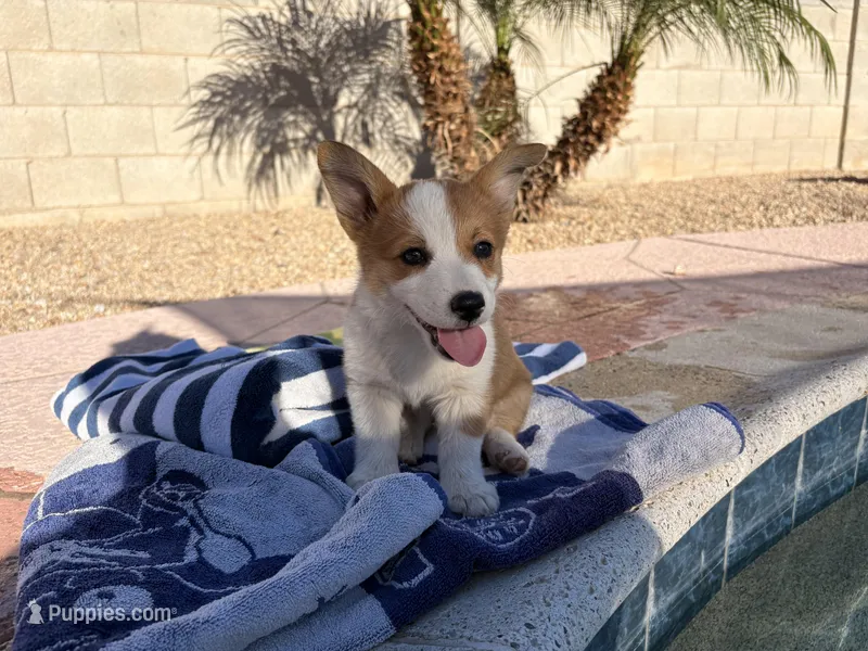 Bingo  – Pembroke Welsh Corgi puppy for sale in Phoenix, AZ