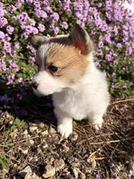 Bingo , a female Pembroke Welsh Corgi for sale in Phoenix, AZ – Photo 2 of 2
