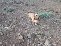 Nala, a female Basset Hound for sale in Mesa, AZ – 10 of 10