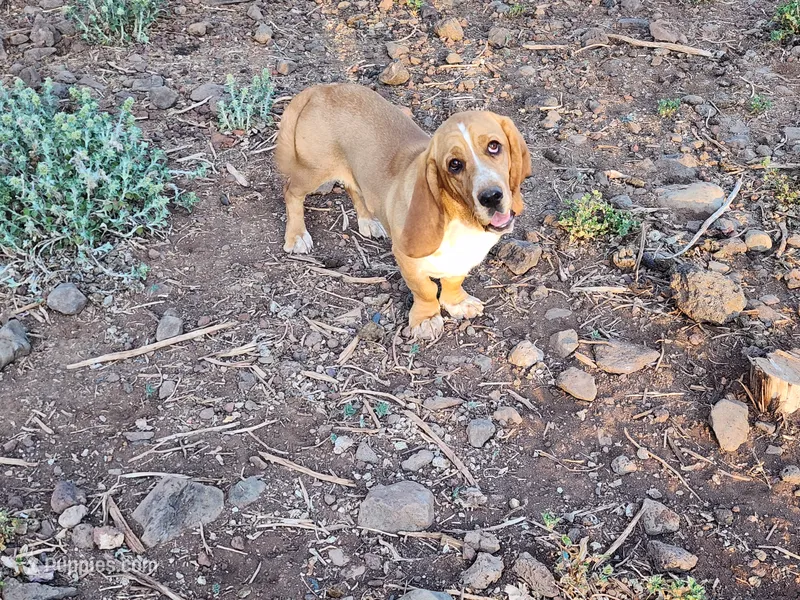 Nala – Basset Hound puppy for sale in Mesa, AZ