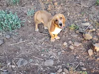 Nala, a female Basset Hound for sale in Mesa, AZ – 8 of 10