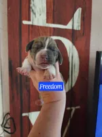 Freedom, a male Basset Hound for sale in Show Low, AZ – 3 of 7