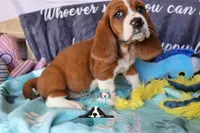 Simea, a female Basset Hound for sale in Mesa, AZ – 2 of 10